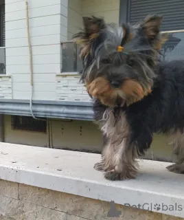 Дополнительные фото: Йорочка Бусинка для большой любви