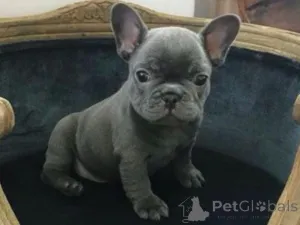 Фото №2 к объявлению №160002 о продаже французского бульдога - купить в Латвии частное объявление