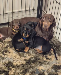 Фото №2 к объявлению №137196 о продаже беспородную - купить в Австрии заводчик