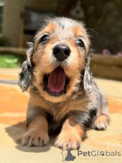 Фото №3. Щенки таксы дома.  Швейцария