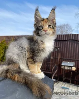 Дополнительные фото: Gewinner eines Мейн-кун-Kätzchens