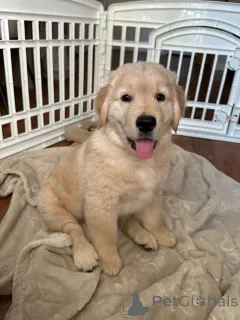 Фото №3. собака Золотистый ретривер Welpen.  Люксембург