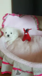 Дополнительные фото: Мальтийские щенки