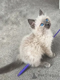 Фото №2 к объявлению №159068 о продаже рэгдолл - купить в Германии заводчик