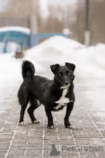 Фото №3. В хорошие руки отдадим симпатягу парня по имени Шнырек!.  Россия