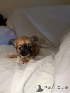 Фото №3. Tapaa upeat brindle-chihuahuan pentumme!.  Финляндия
