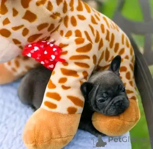 Фото №1.  - купить в Бад Вильдунгене за договорная. Объявление №167016