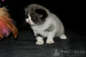 Дополнительные фото: Scottish Fold