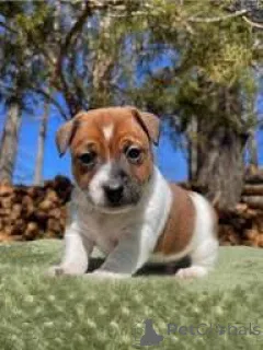 Фото №2 к объявлению №164685 о продаже джек-рассел-терьера - купить в Финляндии частное объявление, заводчик