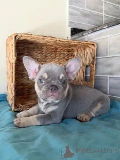 Фото №1. французский бульдог - купить в Liberec за договорная. Объявление №163707