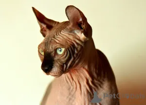 Фото №1. эльф - купить в Legnica за 92767₽. Объявление №146285