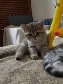 Фото №3. Chatons Européens на поле, доступное на вечеринке.. Финляндия