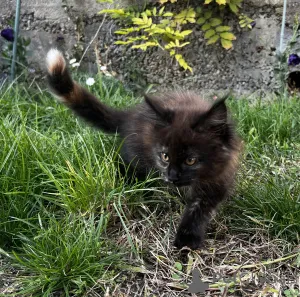 Дополнительные фото: Котенок Мейн Кун