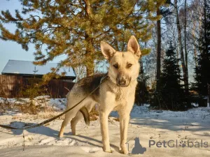 Фото №3. Веста ищет дом!.  Россия