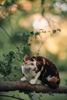 Фото №3. Devon rex. Россия