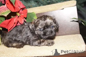 Фото №3. Готовы теперь красивые щенки Shihtzu Mix.  Великобритания