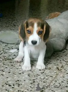 Фото №2 к объявлению №161169 о продаже  - купить в Великобритании 