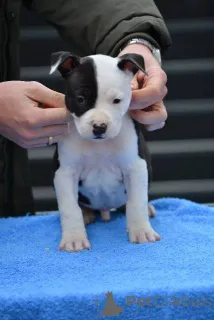 Дополнительные фото: Щенки американского стаффордширского терьера