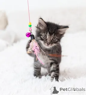 Фото №3. Срочно ищут дом три малыша-солнышка.. Россия