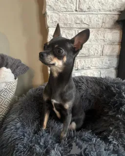 Фото №4. Продажа чихуахуа в Bayerbach Bei Ergoldsbach  - цена договорная