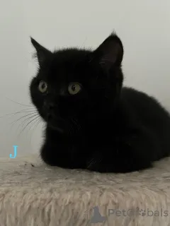 Фото №1. британская короткошёрстная - купить в Бергиш Гладбах за 32468₽. Объявление №160106