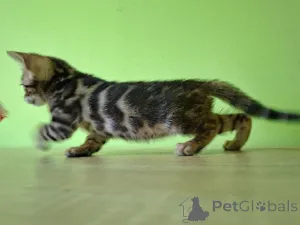 Дополнительные фото: Бенгальский котенок Bengal