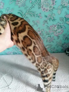 Дополнительные фото: Айгуль Хисматуллина