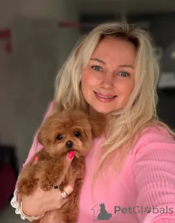 Дополнительные фото: Элитные мини микро мальтипу той пудель пушон