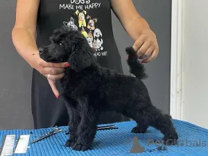 Дополнительные фото: Стандартный пудель