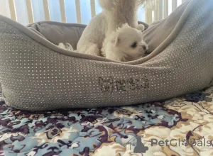 Дополнительные фото: Мальтийский малыш