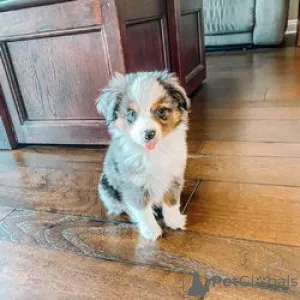 Фото №1. австралийская овчарка - купить в Ankum за 41745₽. Объявление №149746