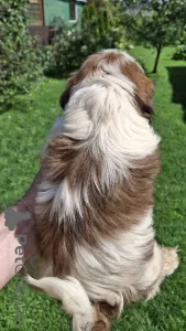 Дополнительные фото: Две чистокровные девочки ши-тцу