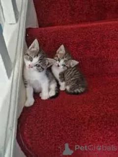 Фото №1. американская короткошёрстная - купить в Вена за 53805₽. Объявление №163814