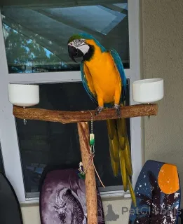 Фото №1.  - купить в Франкфурт за Бесплатно. Объявление №162290