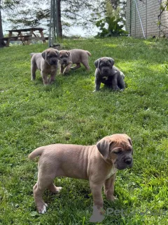 Фото №4. Продажа кане-корсо в Аалборг частное объявление, заводчик - цена 60299₽