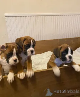 Дополнительные фото: Brindle & Fawn Boxers для продажи.