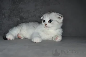 Дополнительные фото: Породные Шотландские котята