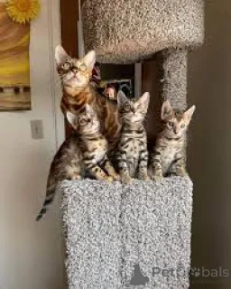 Фото №1. бенгальская - купить в Хельсинки за 53805₽. Объявление №164065