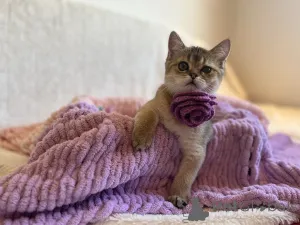 Фото №3. Очаровательные котята Scottish Kilt Straight. Словакия