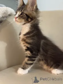 Дополнительные фото: Котята мейн-кун LOOF