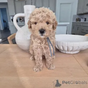 Фото №1. пудель (той) - купить в Берлине за 51022₽. Объявление №167644