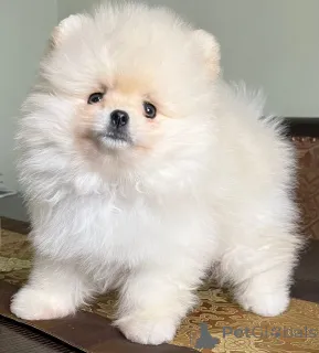 Фото №3. Очаровательные chiots Spitz nains (Poméraniens) cherchent un foyer aimant!.  Франция