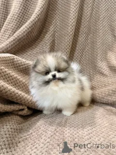 Фото №4. Продажа померанского шпица в Аарберген частное объявление - цена 33251₽