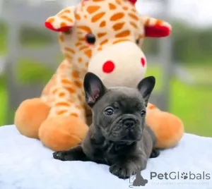 Дополнительные фото: бульдог на усыновление, если вы заинтересованы, пожалуйста, напишите мне, чтобы