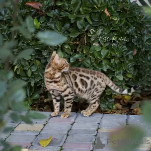 Дополнительные фото: Beautiful Bengali boy