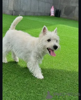 Фото №1. вест-хайленд-уайт-терьер - купить в Брайтон и Хов за 54211₽. Объявление №144666