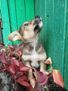 Дополнительные фото: Щенок Леон, мальчик, отдается в добрые руки!