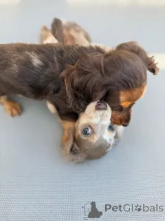 Фото №3. Симпатичные очаровательные щенки таксы на продажу, свяжитесь с WhatsApp Business.  Германия