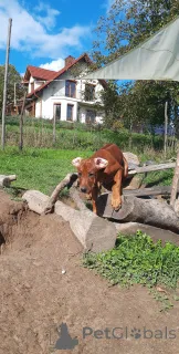 Дополнительные фото: Квитанция в сентябре 2025 г. Объявление о мусоре