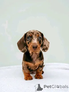 Фото №1. такса - купить в Хельсинки за 51022₽. Объявление №164545